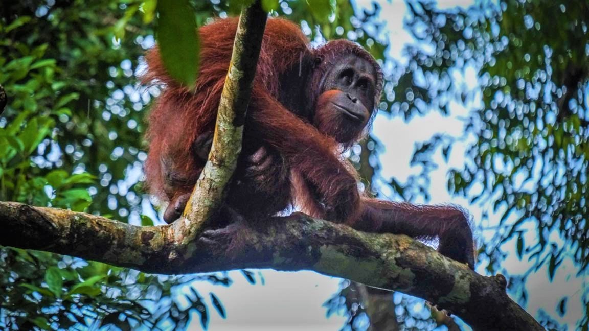 Orang Utan auf einem Baum in Malaysia