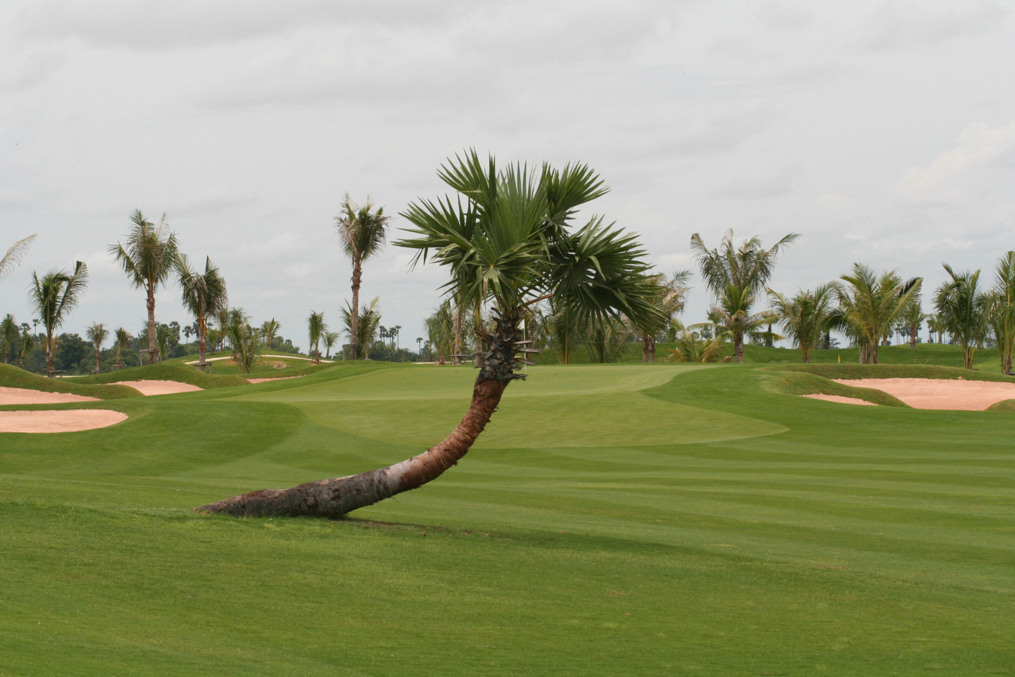 Blick auf grünen Golfkurs mit Palmen in Kambodscha